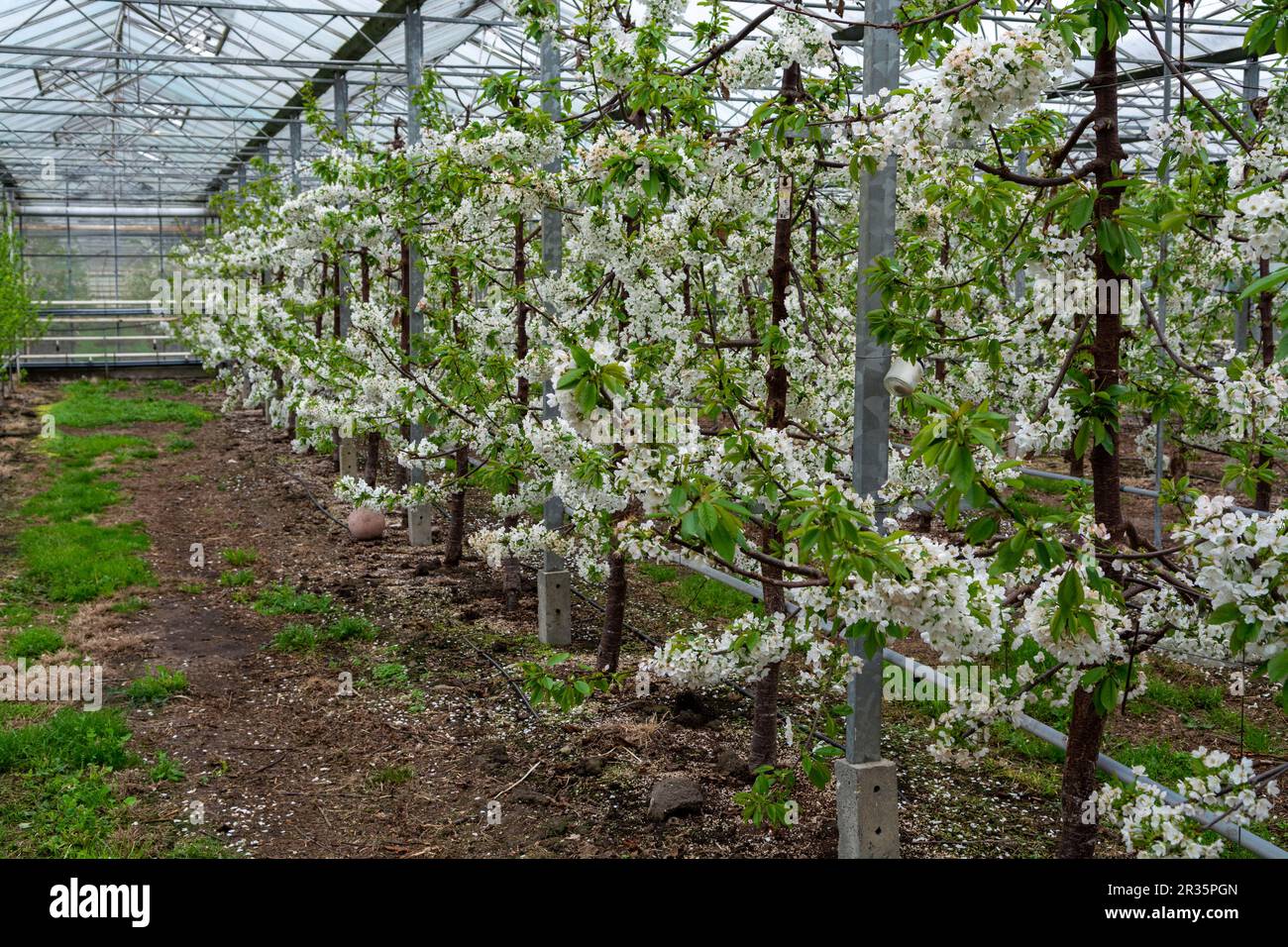 Rows of cherry trees with white blossom in fruit orchard greenhouse