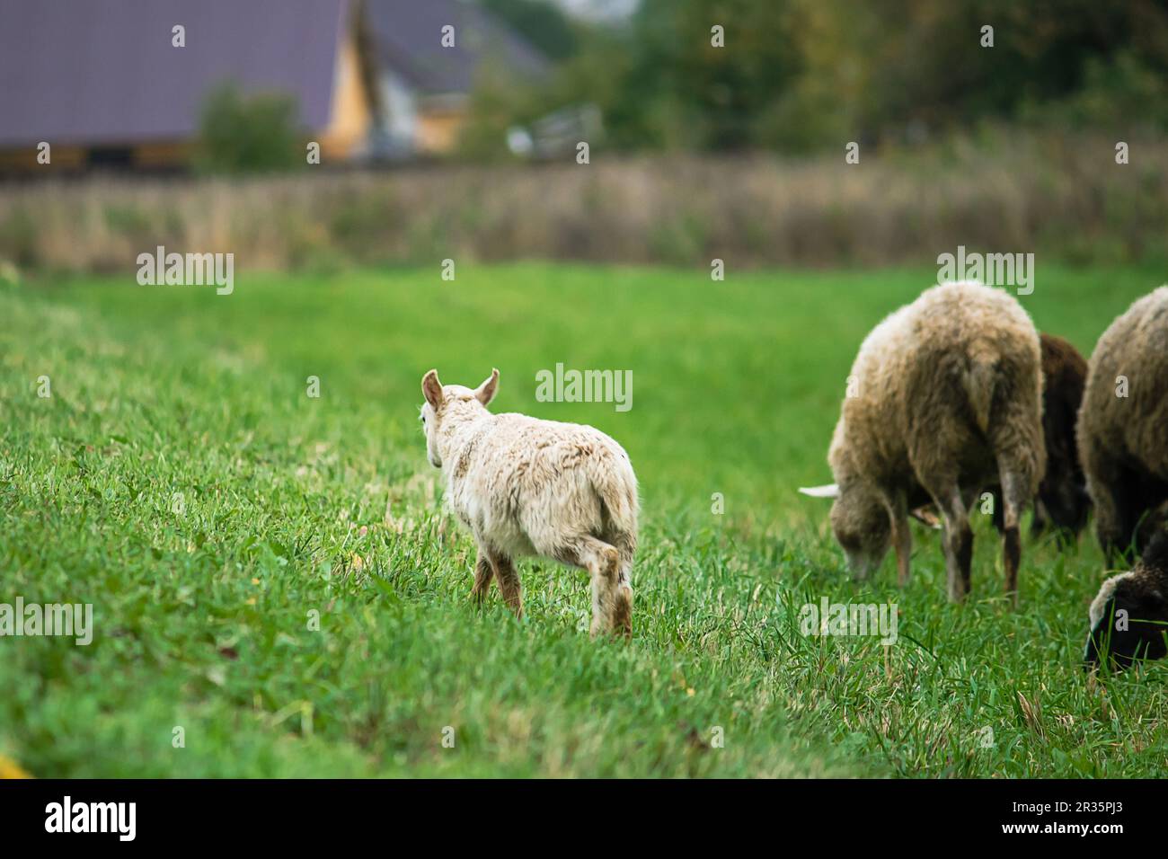 Brown sheep and lamb graze on farmers pasture. Rural life, cattle