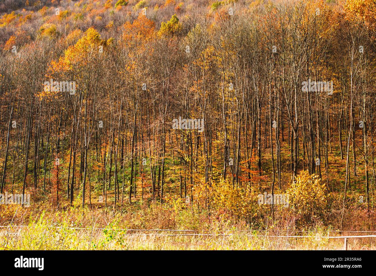 Filming in forest hi-res stock photography and images - Alamy