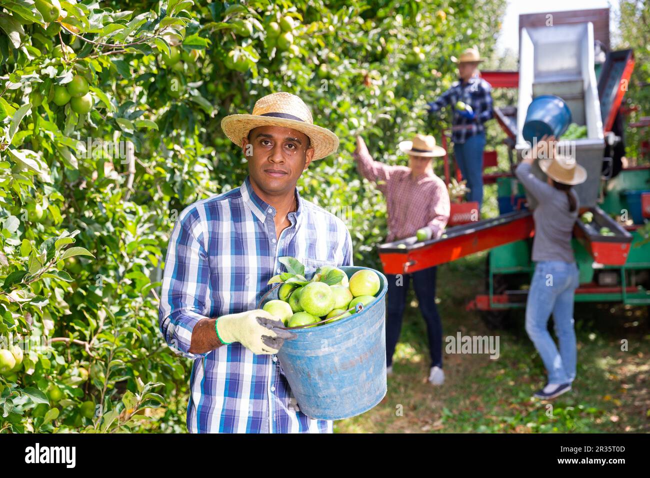 Portrait of latino farmer showing bucket of ripe green apples in garden ...