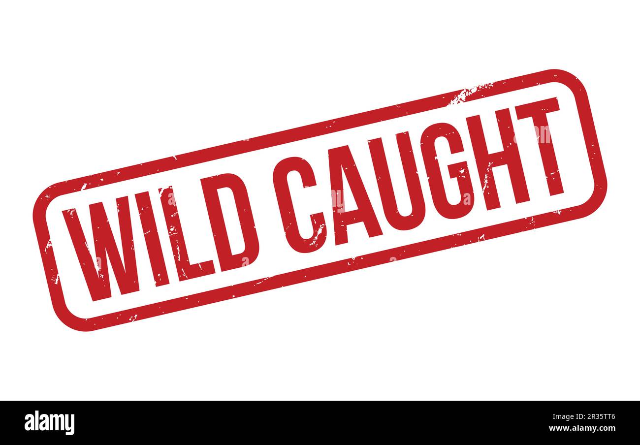 Wild Caught Rubber Stamp Seal Vector Stock Vector Image Art Alamy wild-caught-rubber-stamp-seal-vector-stock-vector-image-art-alamy