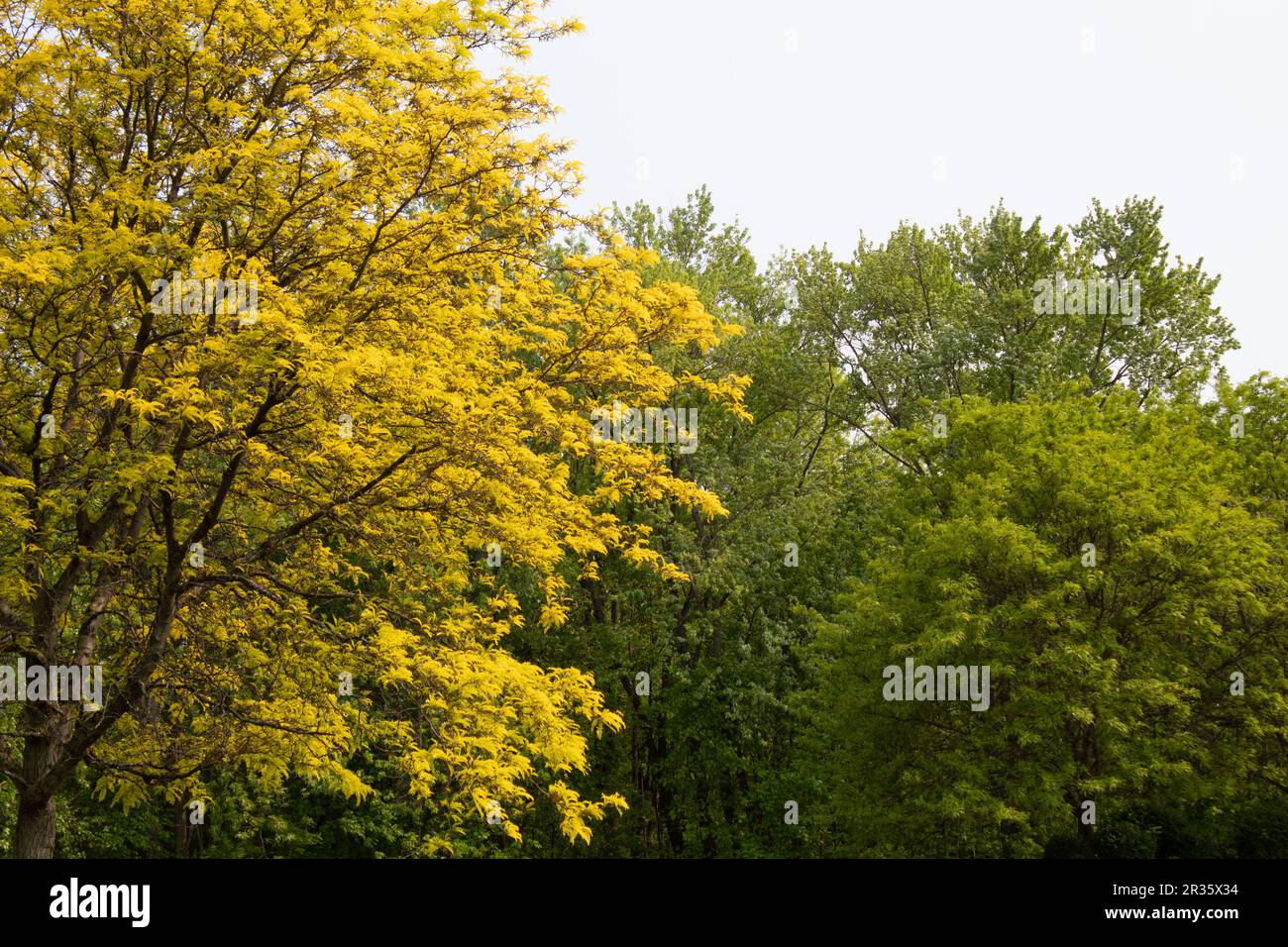 Springtime in Ohio Stock Photo - Alamy