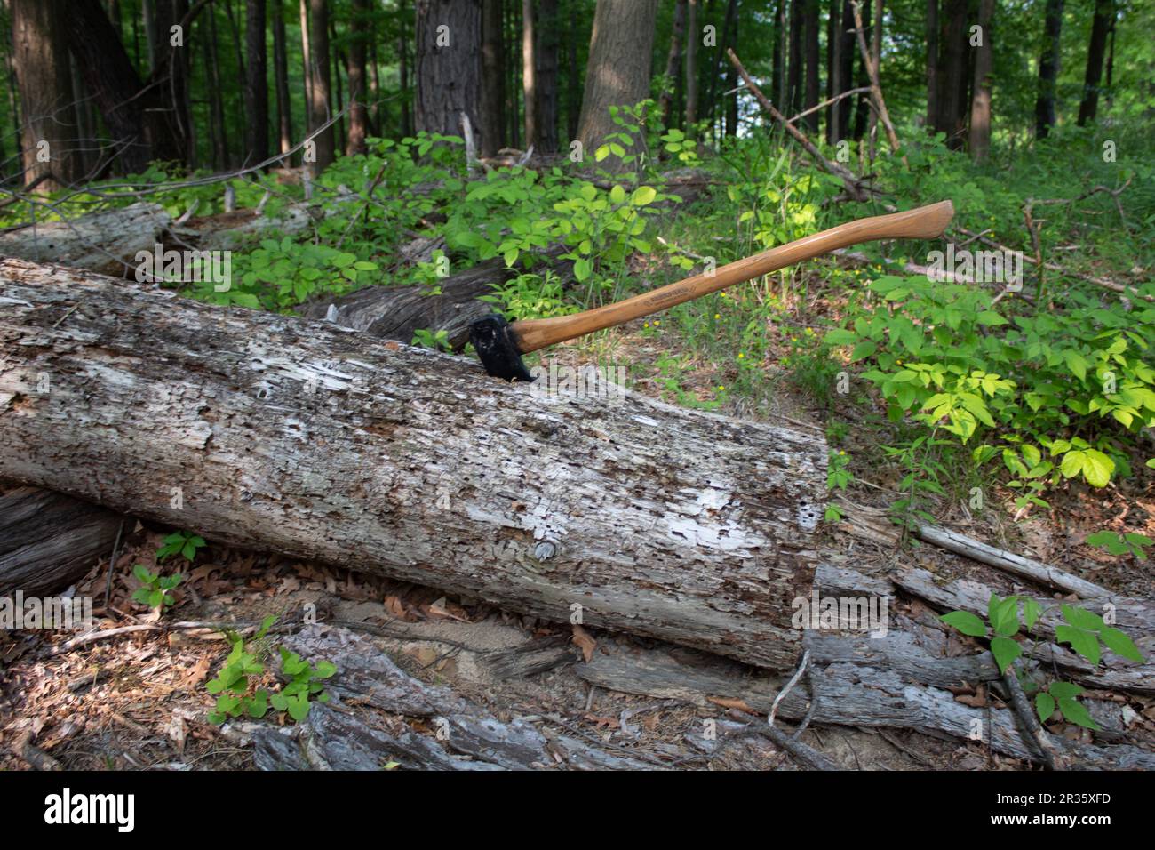 Axe in the Forest Stock Photo Alamy