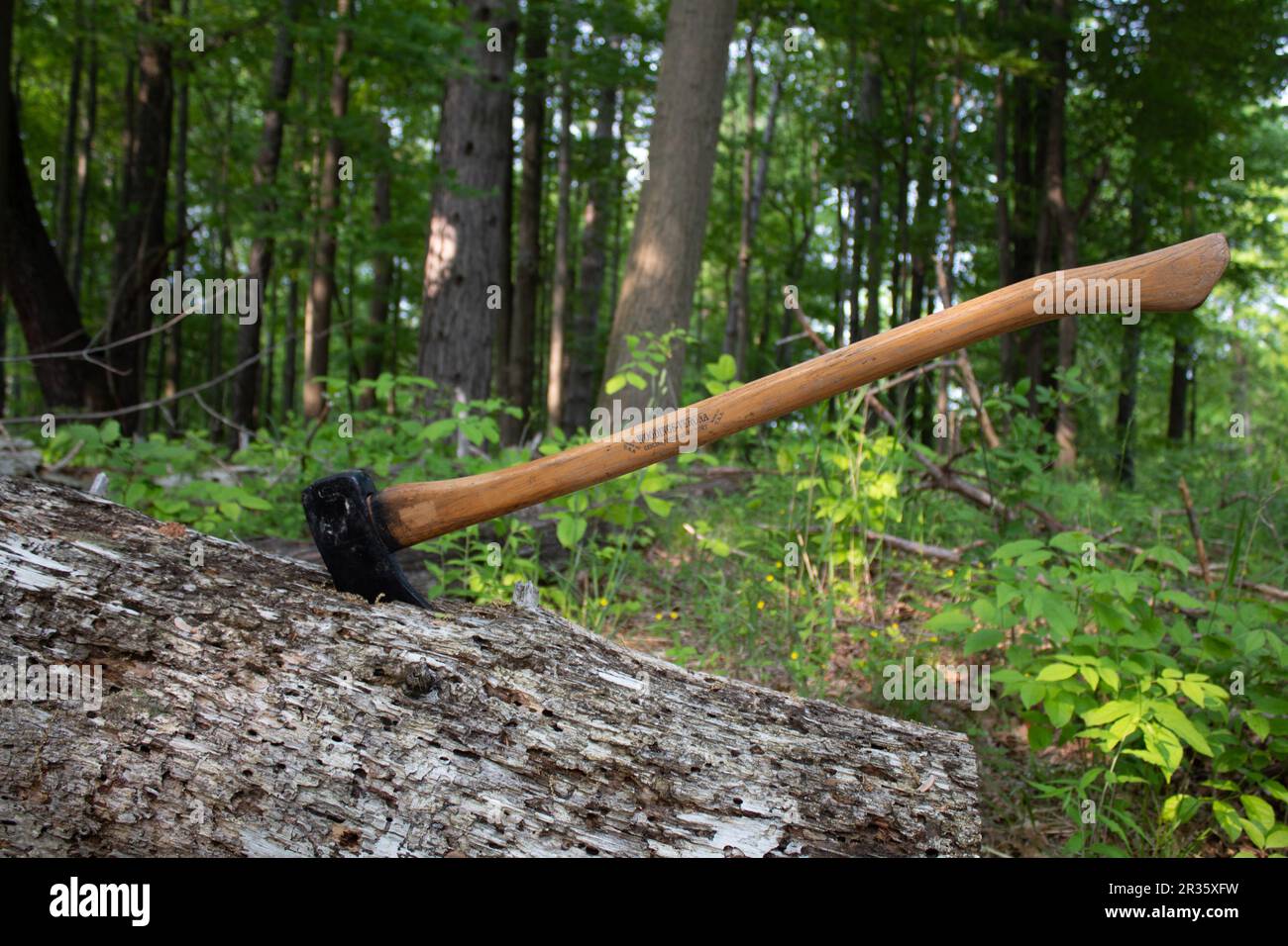 Axe in the Forest Stock Photo Alamy