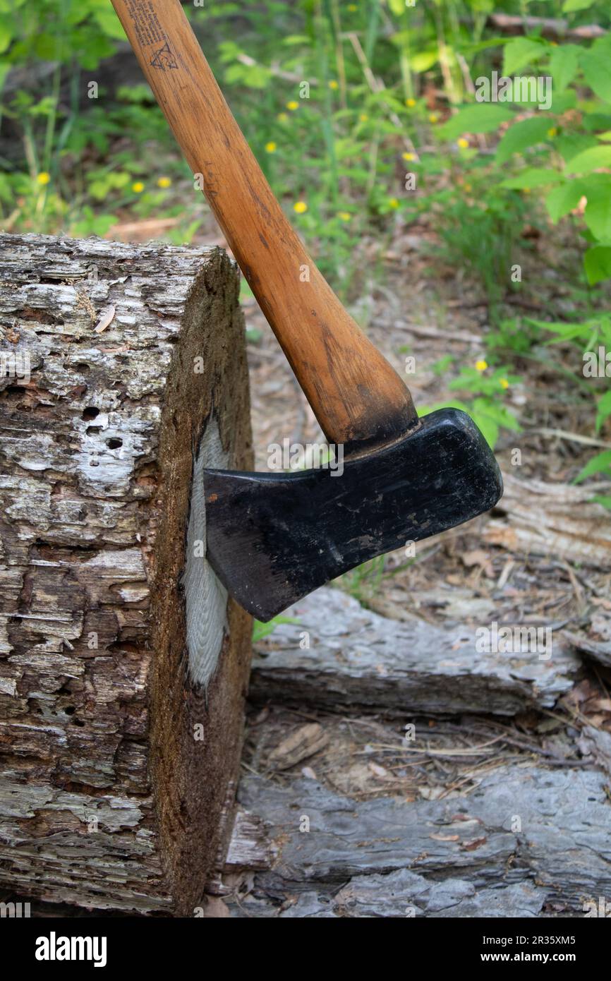 Axe in the Forest Stock Photo Alamy