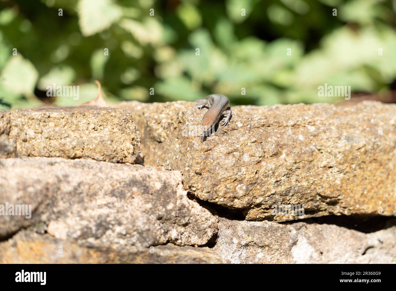 A garden skink (Lampropholis guichenoti) hunting ants on a rock wall Stock Photo