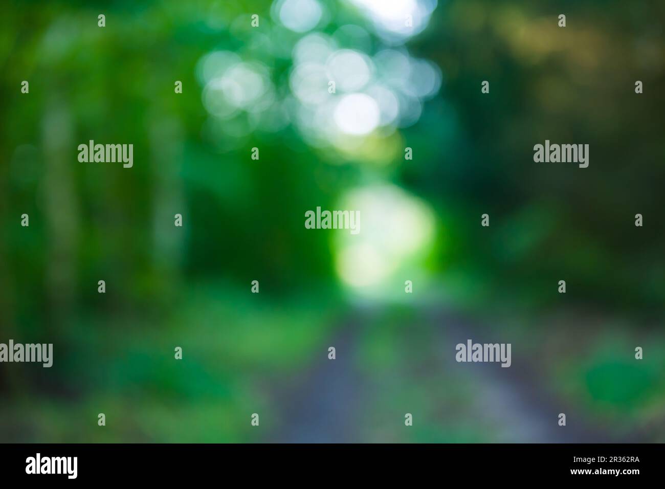 Forest bokeh hi-res stock photography and images - Alamy