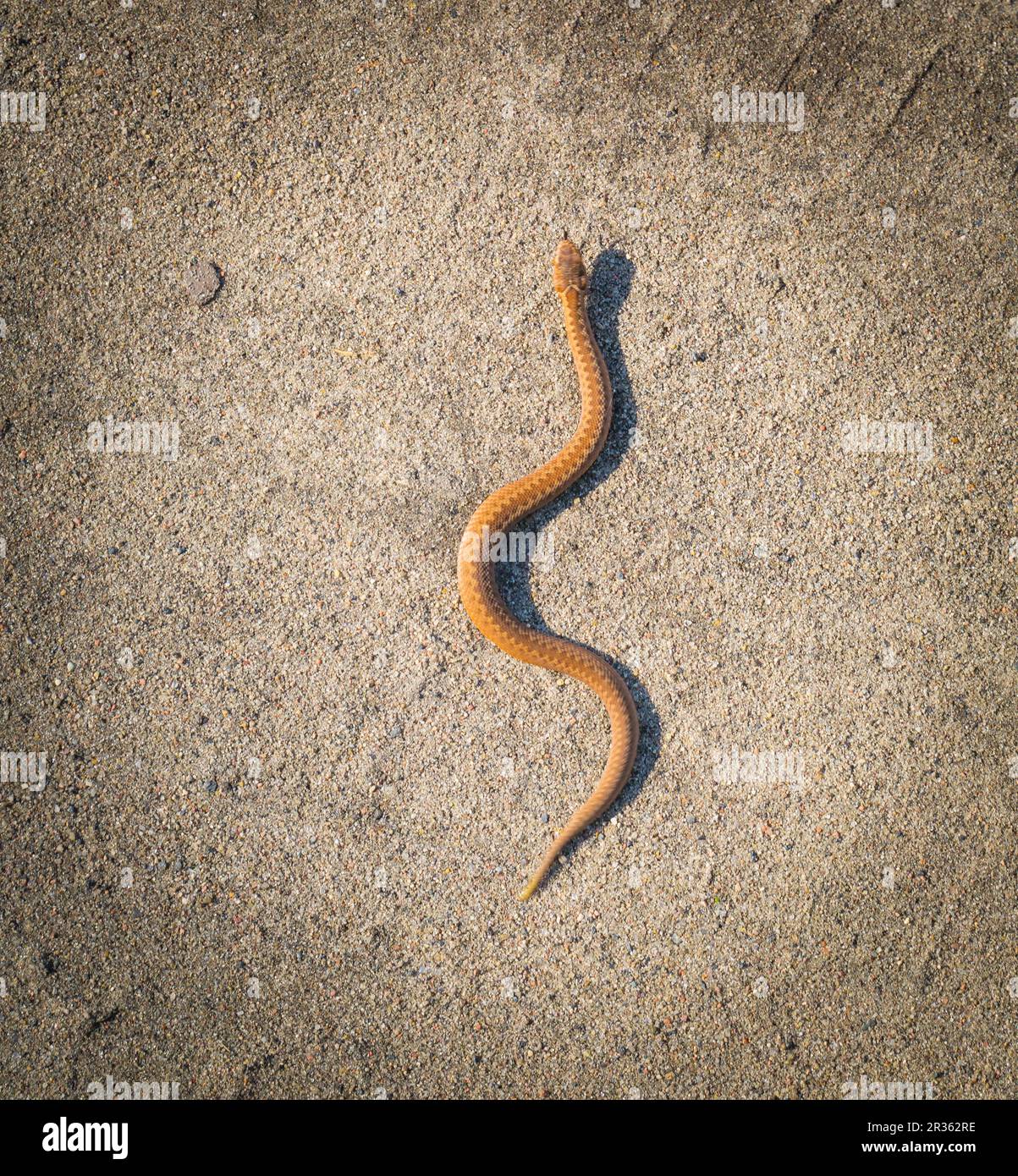 Adder (Vipera Berus) basking on sun on sandy road. Dangerous snake ...
