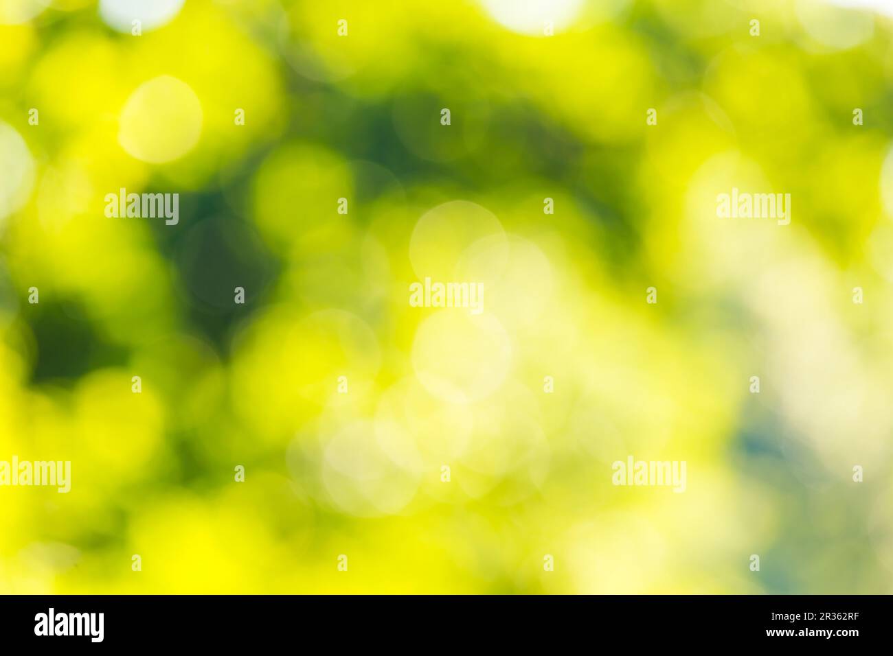 Forest bokeh hi-res stock photography and images - Alamy