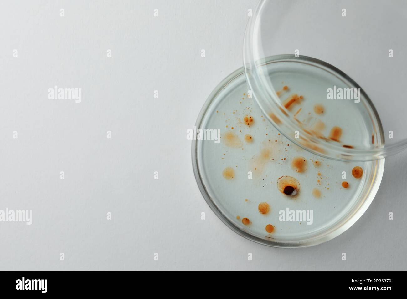 Petri dish with bacteria colony on white background, top view. Space ...