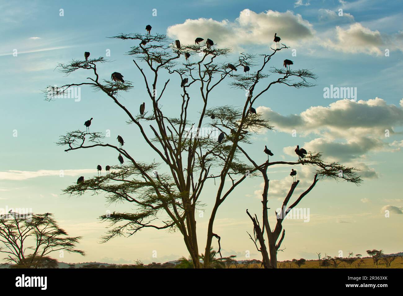 Marabu Stork Birds pictured in the evening twilight in Serengeti National Park, Tanzania Stock Photo