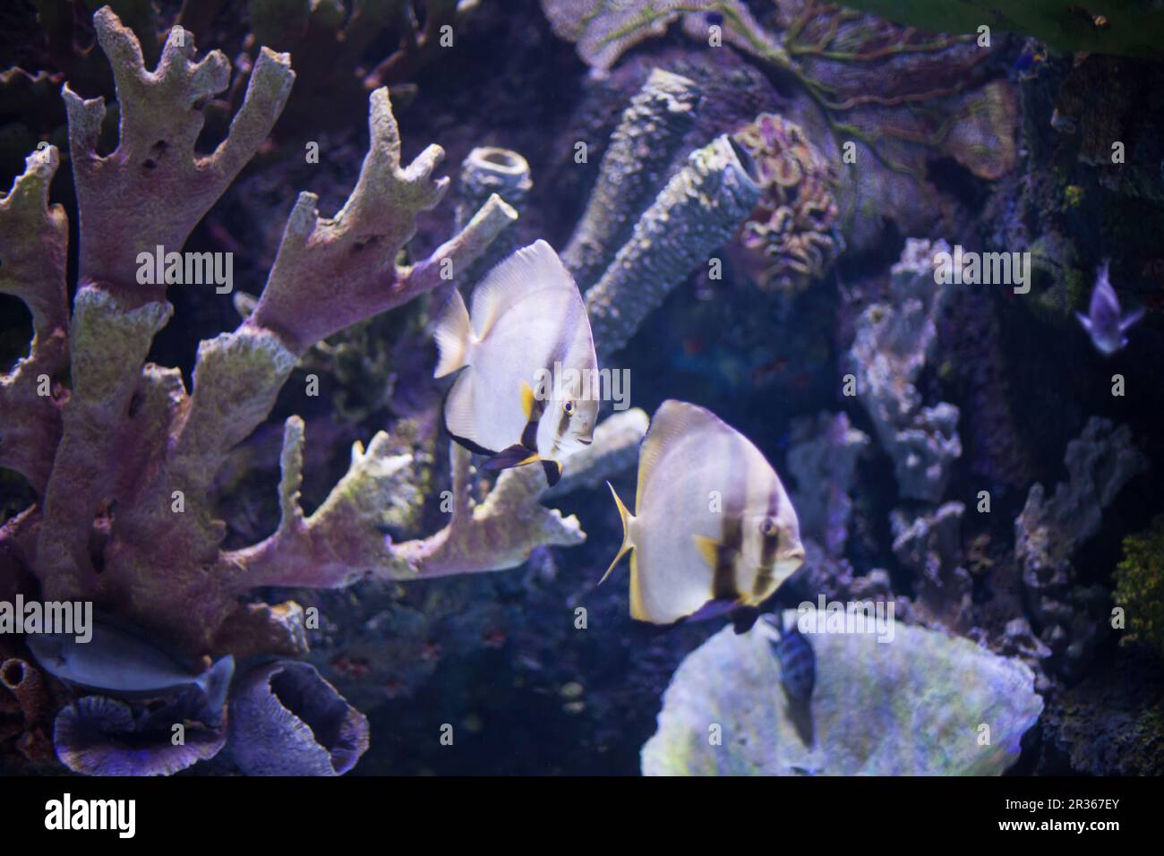 Tropical sea fish in aquarium Stock Photo