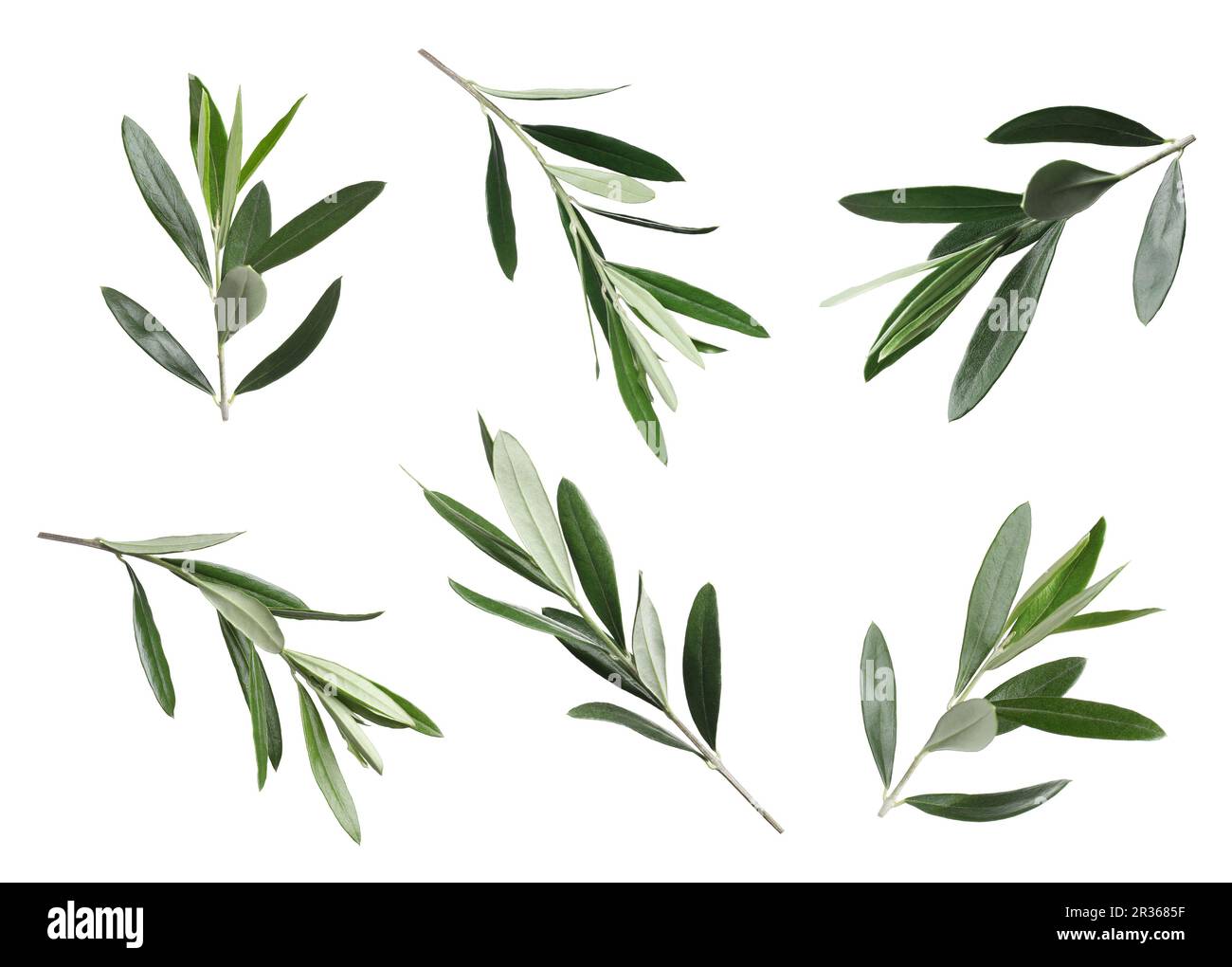 Set of olive twigs with fresh green leaves on white background Stock ...