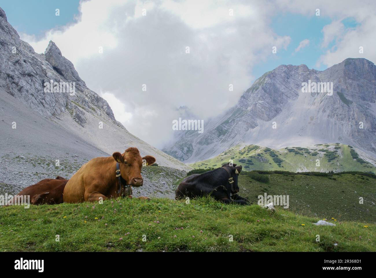 Cows in Tyrol, Austria, Pfeishuette, Karwendel Mountains, Tyrol Stock Photo