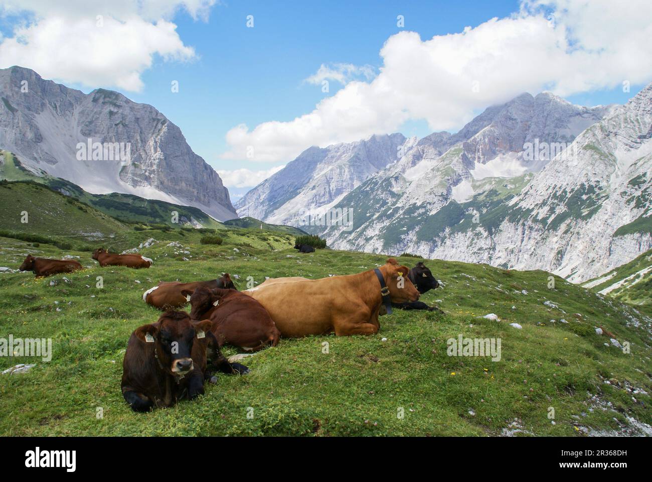 Cows grazing above Pfeishuette, Karwendel Mountains, Tyrol, Austria Stock Photo