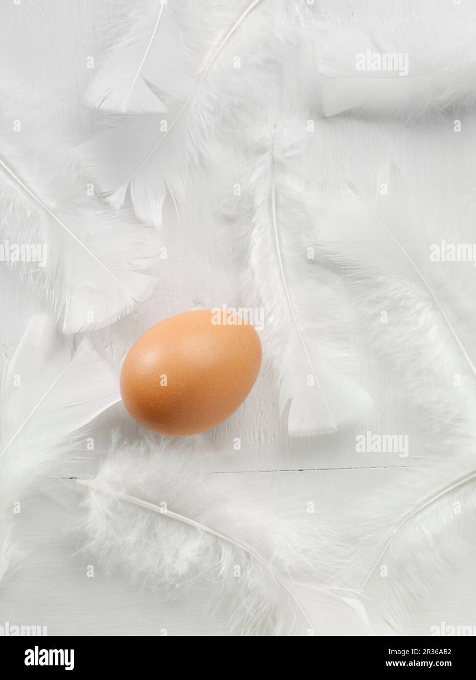 A chicken's egg and feathers Stock Photo
