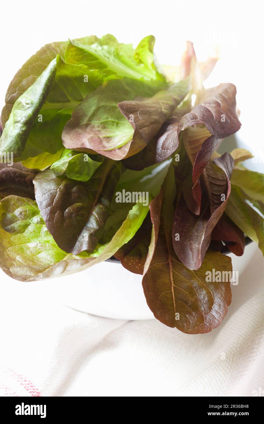 Red Oak Leaf Lettuce Stock Photo Alamy Red oak leaf lettuce stock photo alamy