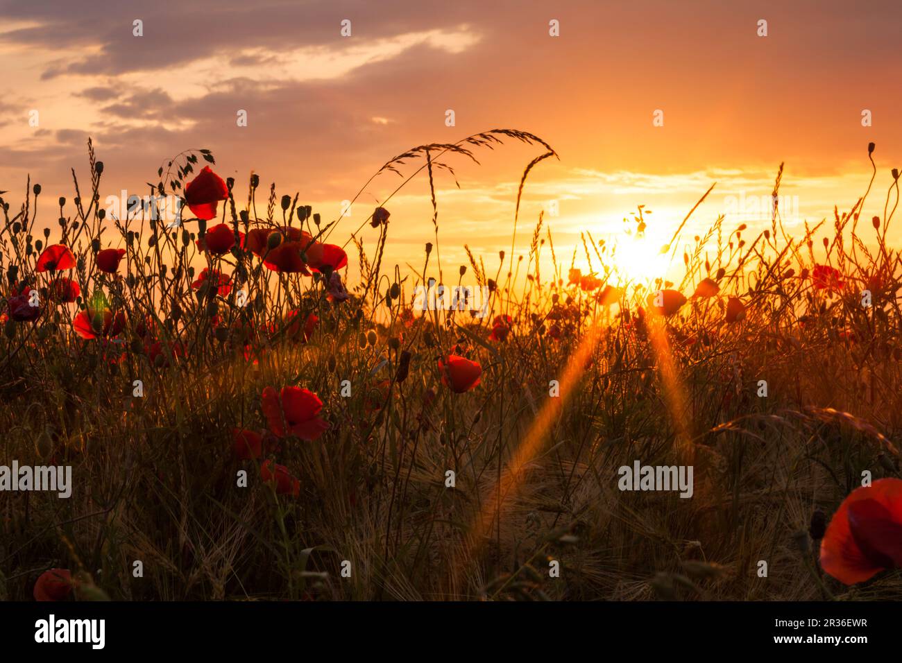 Wheat field with poppies Stock Photo Alamy