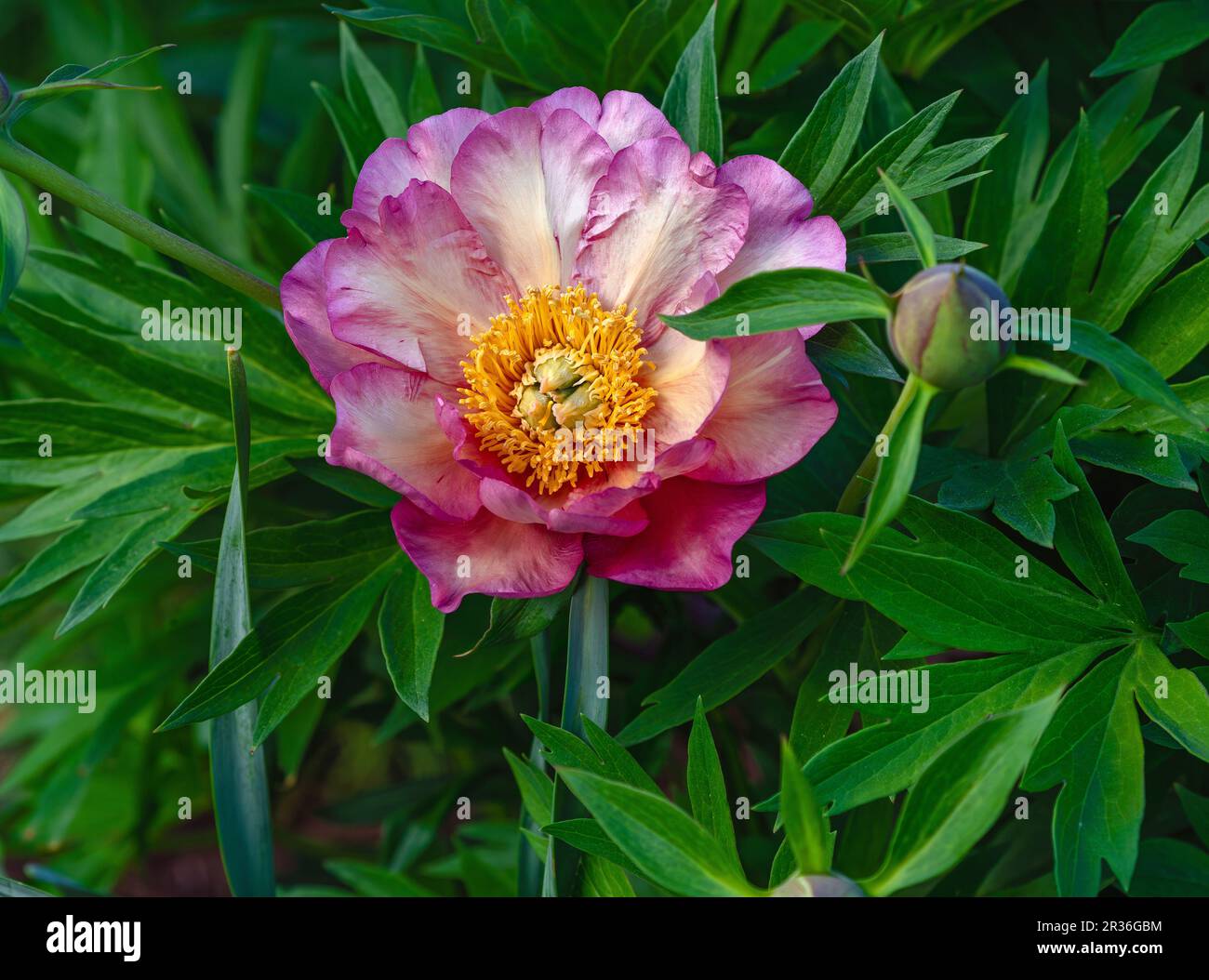 A beautiful Peony bloom in a garden, surrounded by green leaves, and viewed up close with flower core details. Stock Photo