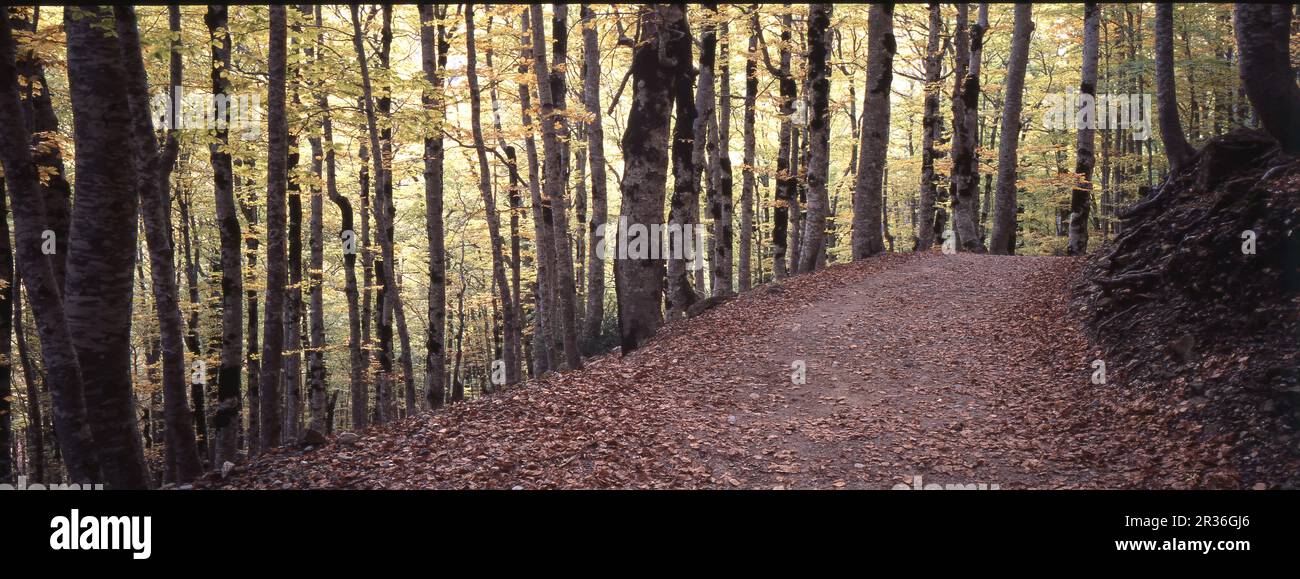 Camino nacional del bosque hi-res stock photography and images - Alamy
