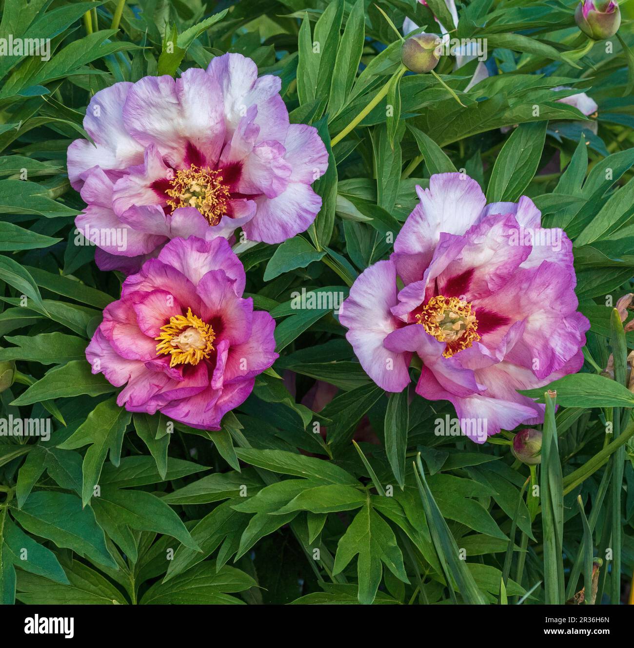 A cluster of three rose colored Peonies with fresh green leaves and beautiful unfurling petals growing next to each other in a garden. Stock Photo