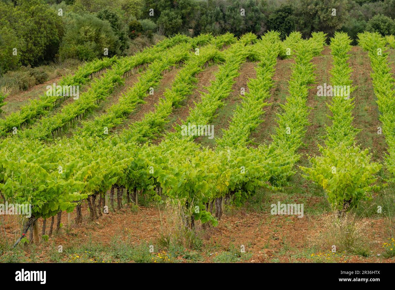 plantacion de viñedos bajo la lluvia,