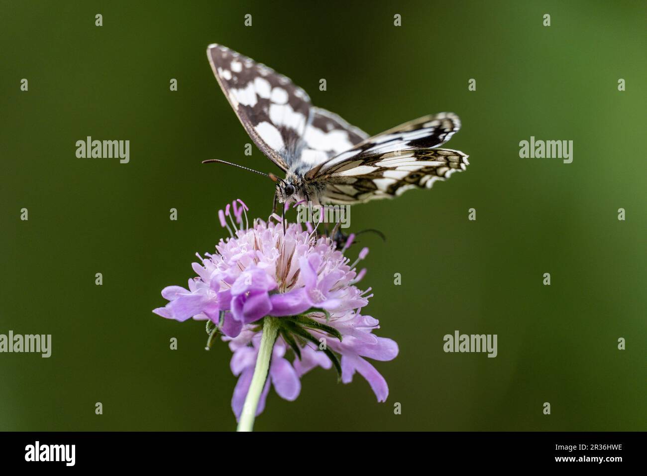 butterfly pollinating a flower, Aragon Valley, Jacetania, Huesca, Spain. Stock Photo