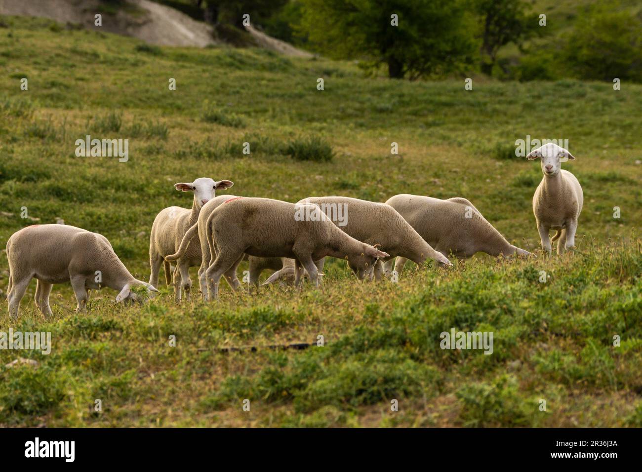 flock of sheep segureñas, El Atunedo, natural park sierras de Cazorla, Segura y Las Villas, Jaen, Andalucia, Spain. Stock Photo