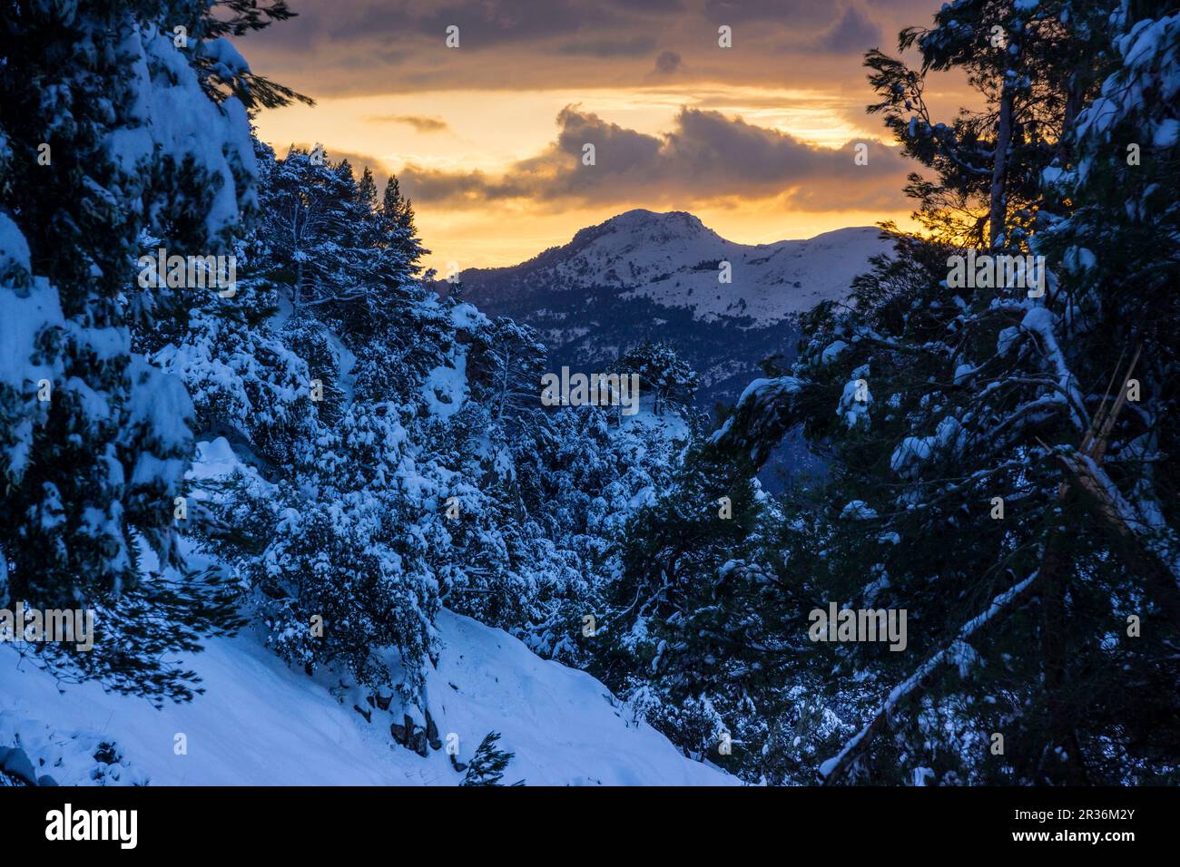 pinos nevados, Portell de Sa Costa, Soller, Mallorca, balearic islands, spain, europe. Stock Photo
