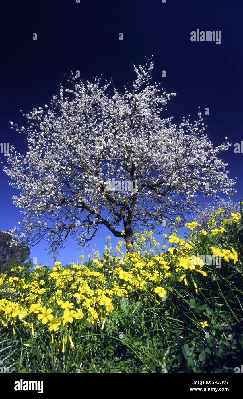 Primavera en mallorca hi-res stock photography and images - Alamy