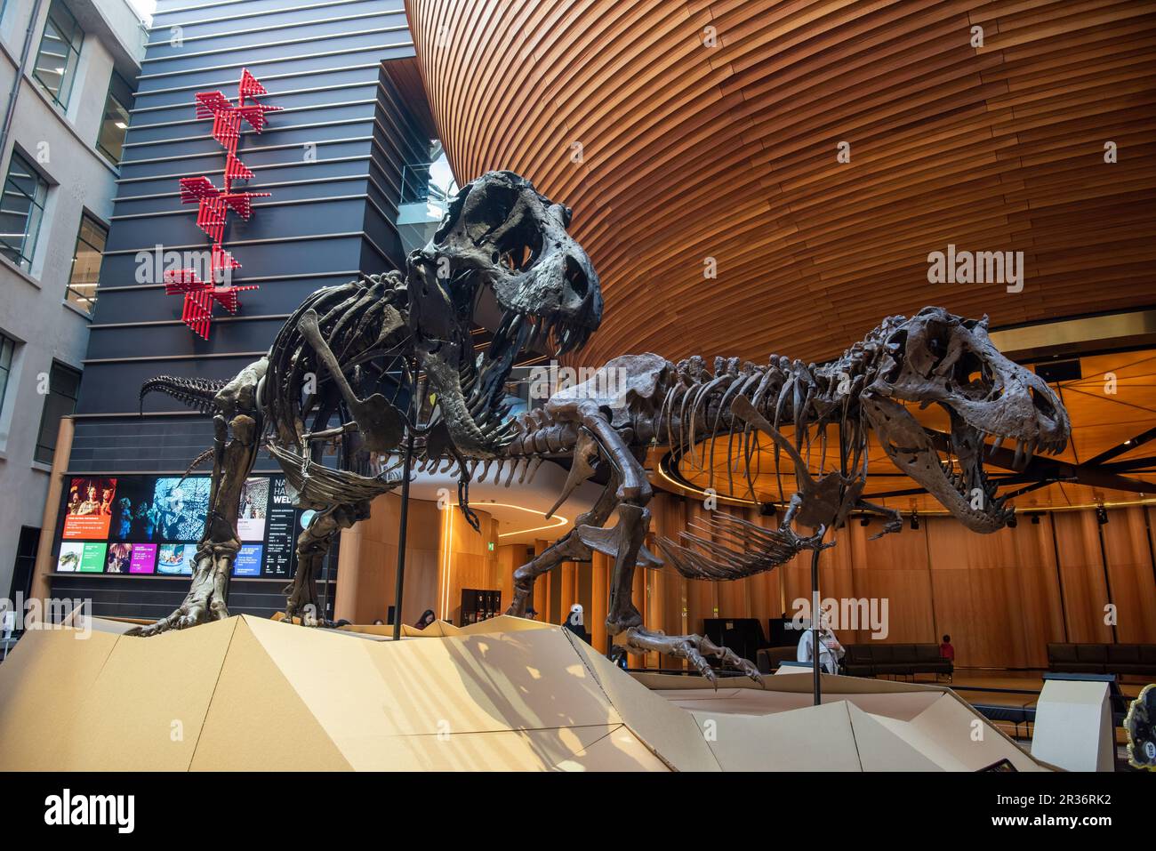 Tyrannosaurus rex dinosaur running - Stock Image - E446/0614 - Science  Photo Library