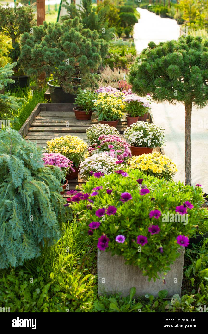 Various evergreen plants and flowers for landscaping Stock Photo Alamy