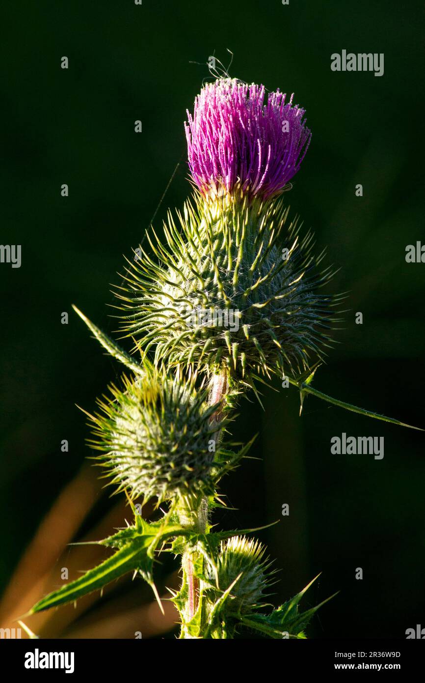 Sydney, New South Wales, Australia. 22nd May, 2023. Close-up of Bull thistle (Cirsium vulgare) flower in Sydney, New South Wales, Australia. Bird Thistle, also known as Button Thistle, Green thistle, Roadside Thistle, Spear thistle, Fuller's thistle, Swamp Thistle, is a species of the Asteraceae genus Cirsium. Bull thistle is a plant that is related to the sunflower family but has none of the charm and beauty of those sunny-nodding flower heads. (Credit Image: © Tara Malhotra/ZUMA Press Wire) EDITORIAL USAGE ONLY! Not for Commercial USAGE! Stock Photo