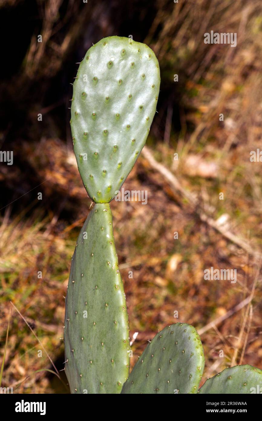 Sydney, New South Wales, Australia. 22nd May, 2023. Barbary fig (Opuntia ficus-indica) cactus at a garden in Sydney, New South Wales, Australia. The Barbary fig is a perennial cactus that grows as large as a regular tree. Its blue-green stems are formed by pads. (Credit Image: © Tara Malhotra/ZUMA Press Wire) EDITORIAL USAGE ONLY! Not for Commercial USAGE! Stock Photo