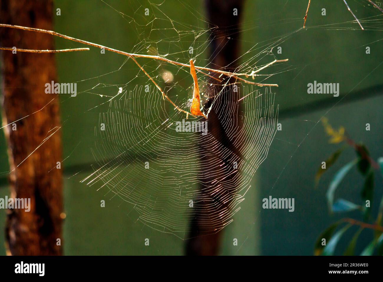 Sydney, New South Wales, Australia. 22nd May, 2023. Leaf-Curling Spider (Phonognatha graeffei) in the web in Sydney, New South Wales, Australia. Leaf-Curling Spiders cleverly weave a leaf or other object into the centre of their webs as a hide-away from birds and other predators. Leaves are curled to form a funnel that the spider can hide inside. (Credit Image: © Tara Malhotra/ZUMA Press Wire) EDITORIAL USAGE ONLY! Not for Commercial USAGE! Stock Photo