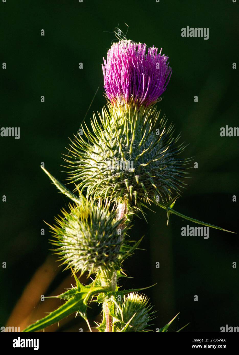 Sydney, New South Wales, Australia. 22nd May, 2023. Close-up of Bull thistle (Cirsium vulgare) flower in Sydney, New South Wales, Australia. Bird Thistle, also known as Button Thistle, Green thistle, Roadside Thistle, Spear thistle, Fuller's thistle, Swamp Thistle, is a species of the Asteraceae genus Cirsium. Bull thistle is a plant that is related to the sunflower family but has none of the charm and beauty of those sunny-nodding flower heads. (Credit Image: © Tara Malhotra/ZUMA Press Wire) EDITORIAL USAGE ONLY! Not for Commercial USAGE! Stock Photo