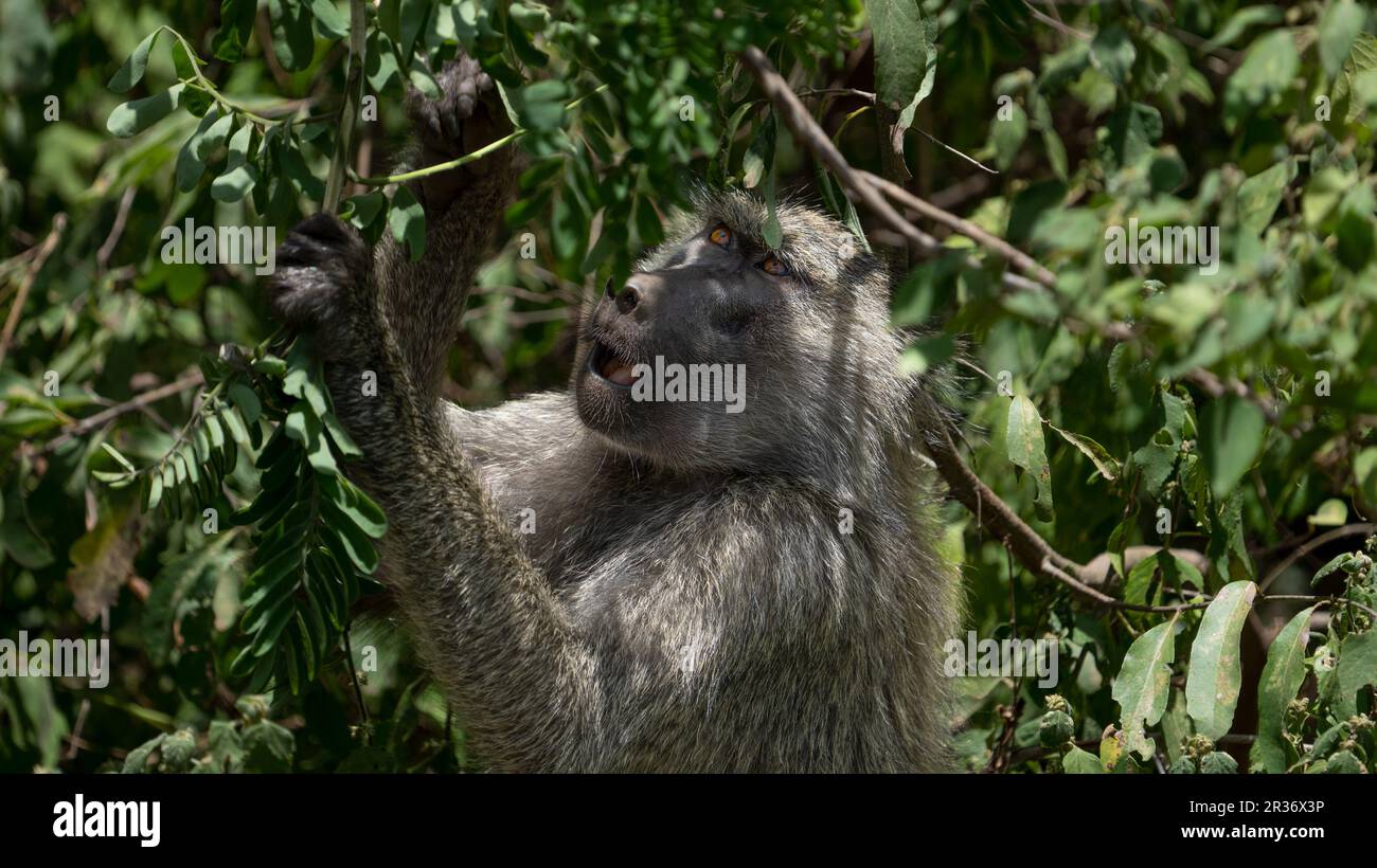 Olive baboon (Papio anubis) hunting food in the bush in Lake Manyara National Park, Tanzania, Africa Stock Photo