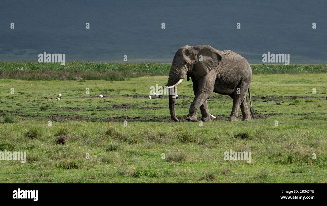 Bull elephant (Loxodonta africana) walking in front of the march in Ngorongoro Conservation Area, Tanzania, Africa Stock Photo