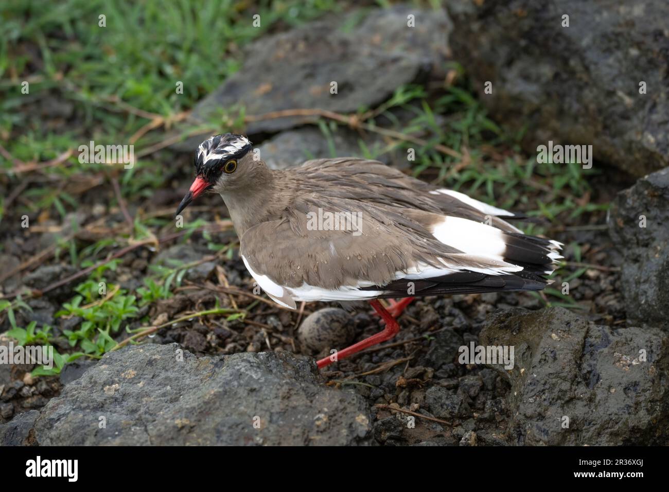 Ground nesting crowned plover (Vanellus coronatus) protecting her eggs near a road in the Mara North Conservancy, Kenya, East Africa Stock Photo