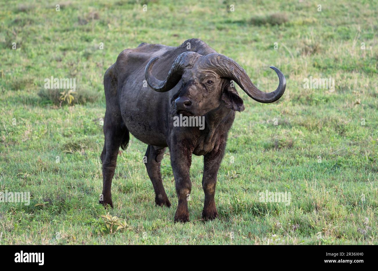 Single Cape buffalo (Syncerus caffer) in the Ngorongoro Conservation Area, Tanzania, Africa Stock Photo