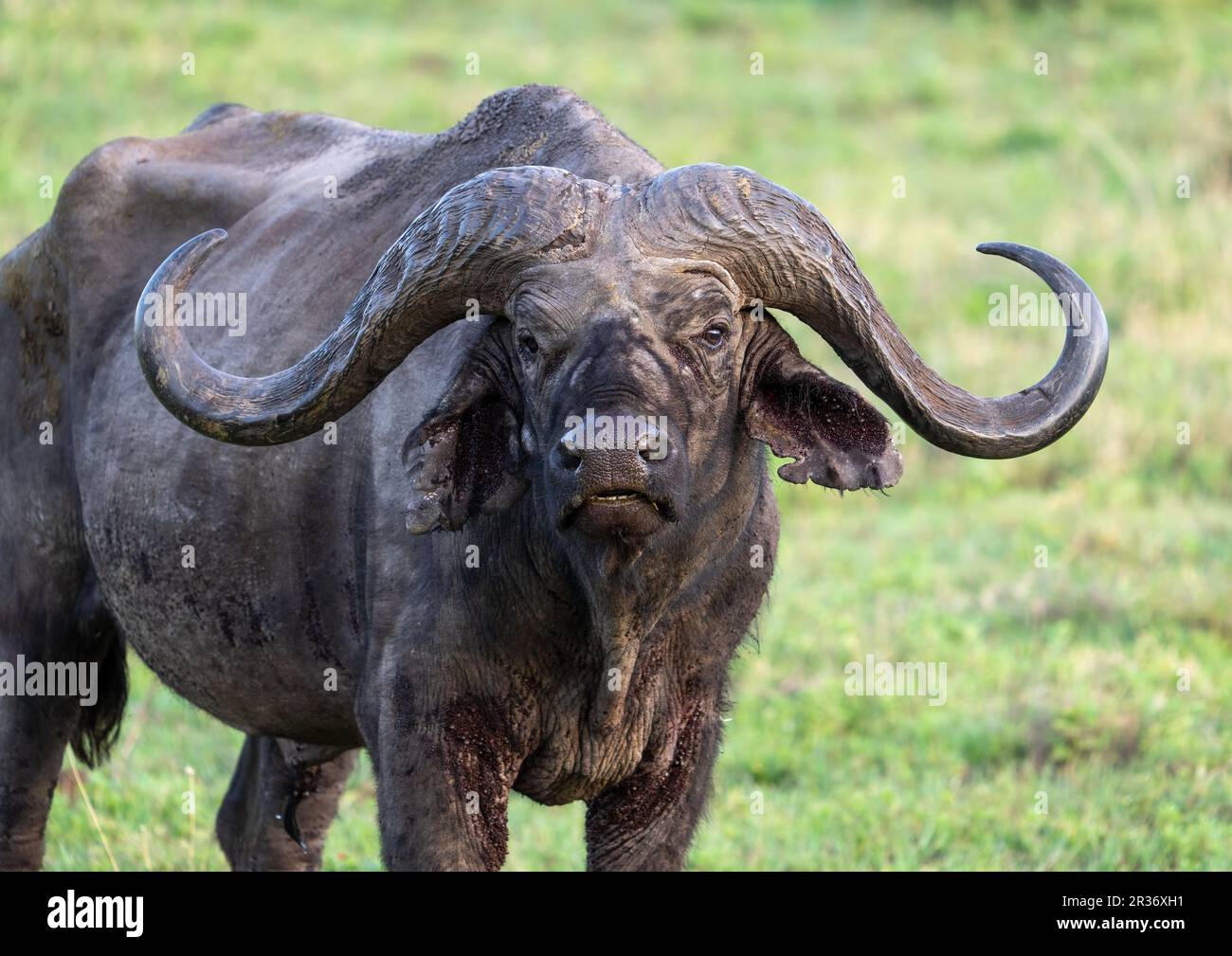 Cape buffalo (Syncerus caffer) in the Ngorongoro Conservation Area, Tanzania, Africa Stock Photo