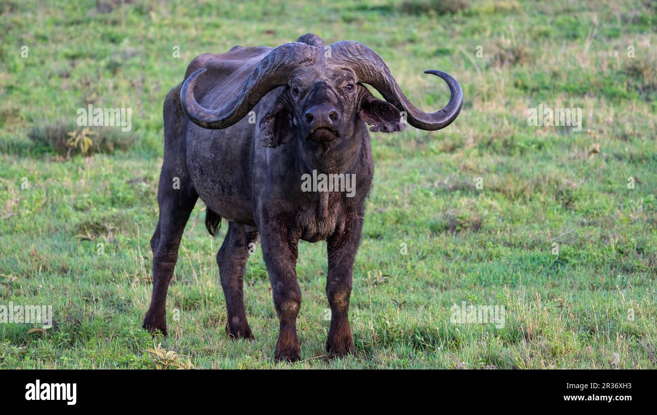 Cape buffalo (Syncerus caffer) in the Ngorongoro Conservation area, Tanzania, Africa Stock Photo