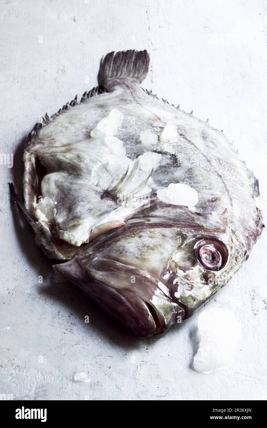 A fresh John Dory fish Stock Photo Alamy