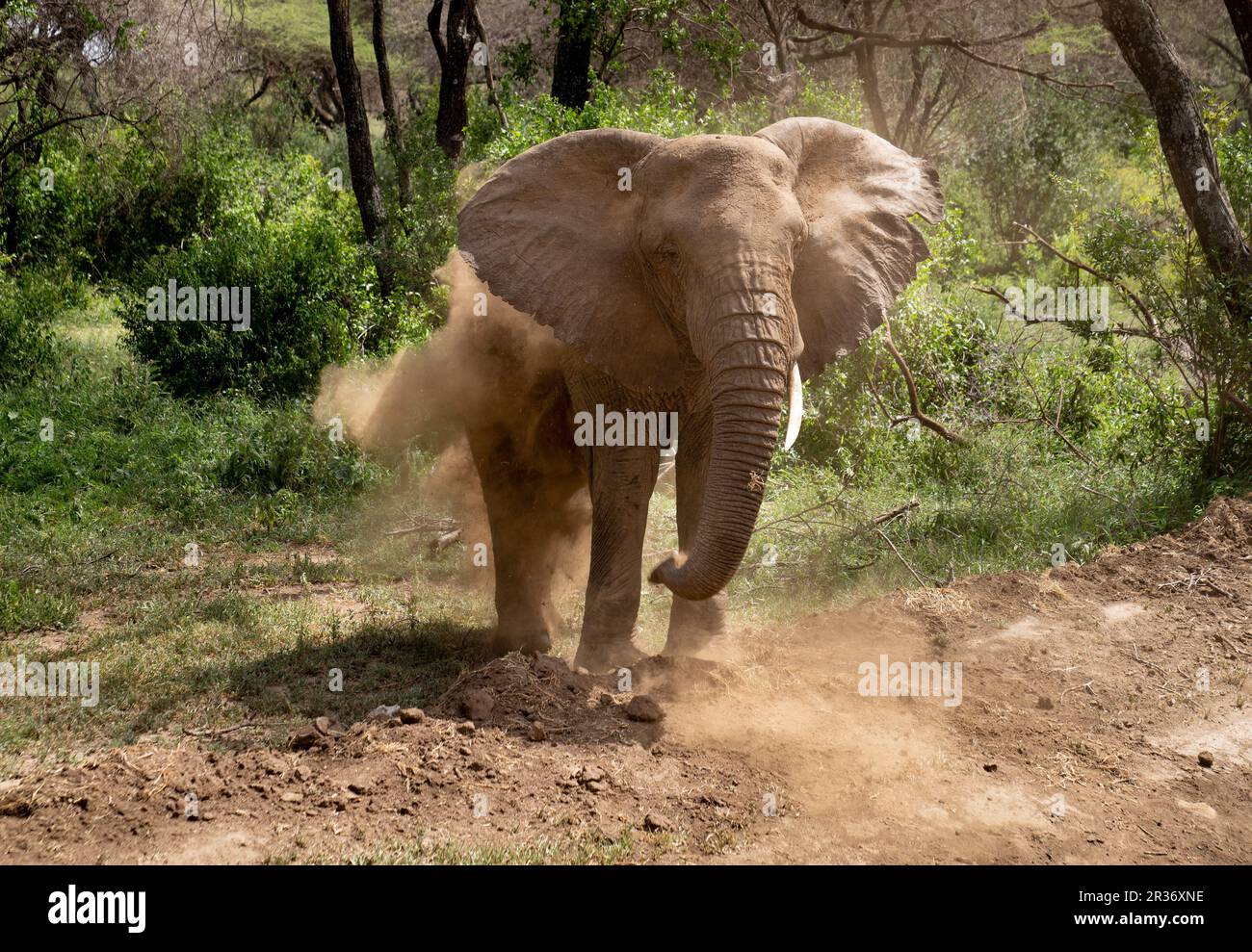 African Bull elephant (Loxodonta africana) taking a dust bath in Lake Manyara National Park, Tanzania, Africa Stock Photo