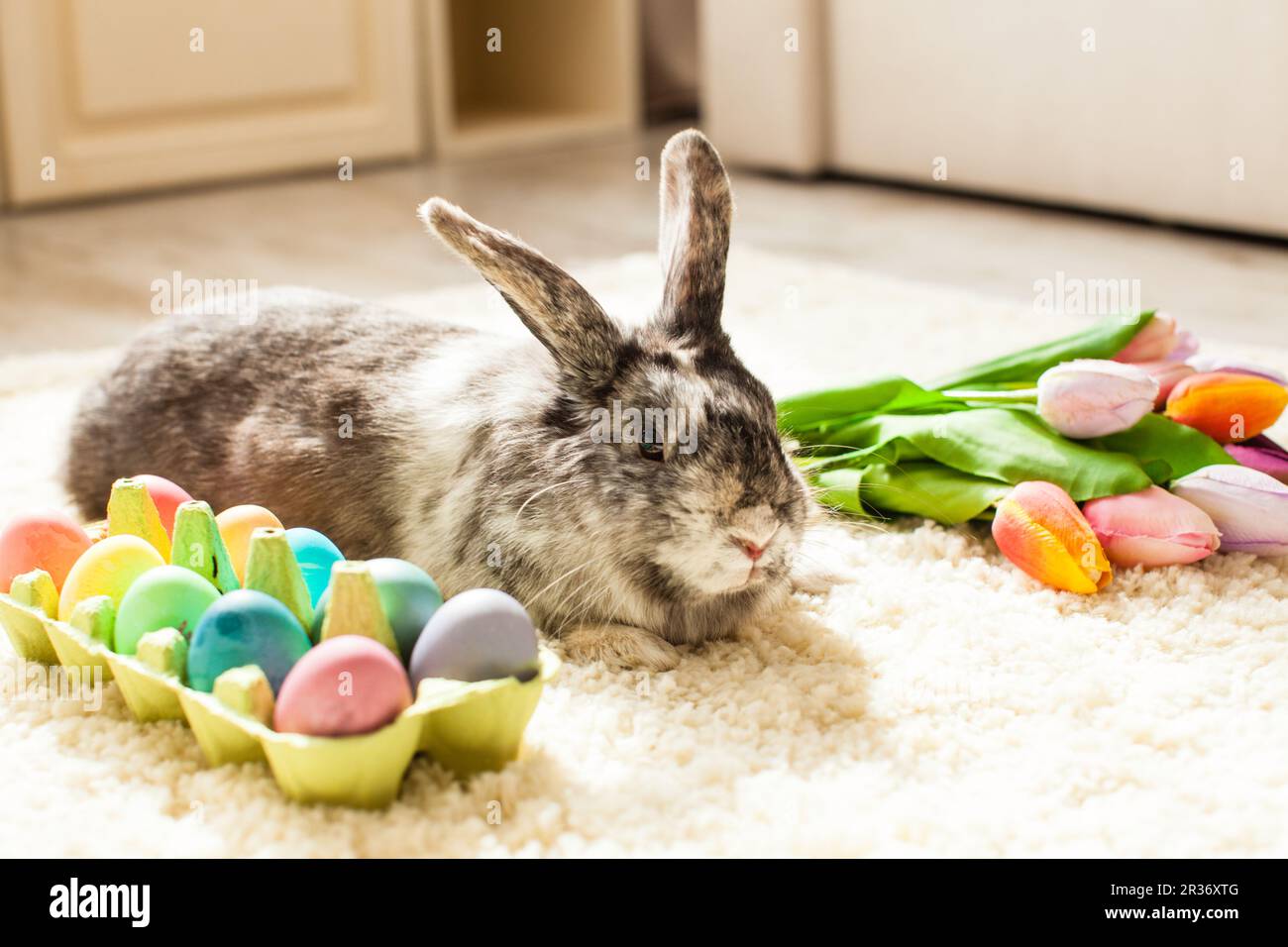 Easter rabbit in the room Stock Photo