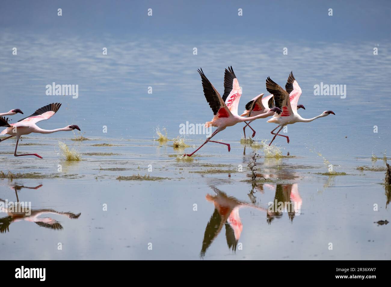Greater Flamingos (Phoenicopterus roses) on takeoff in Amboseli National Park, Kenya, East Africa Stock Photo