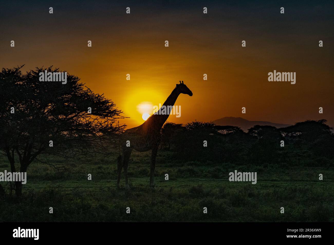 Giraffe at sunset Ngorongoro Conservation area, Tanzania, Africa Stock Photo