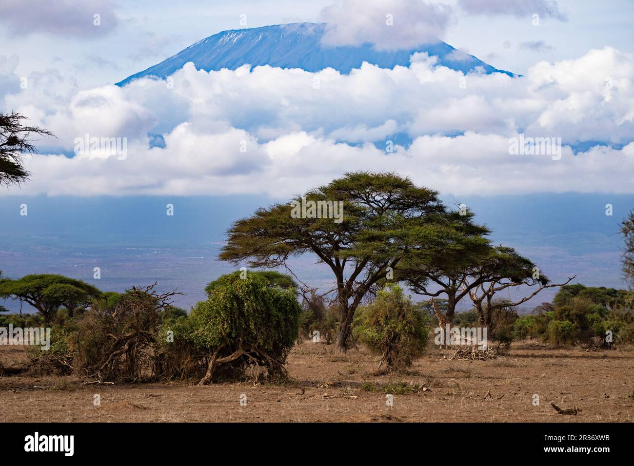 Giraffe under an acacia tree with Mt. Kilimanjaro in the background, Amboseli National Park, Kenya Stock Photo