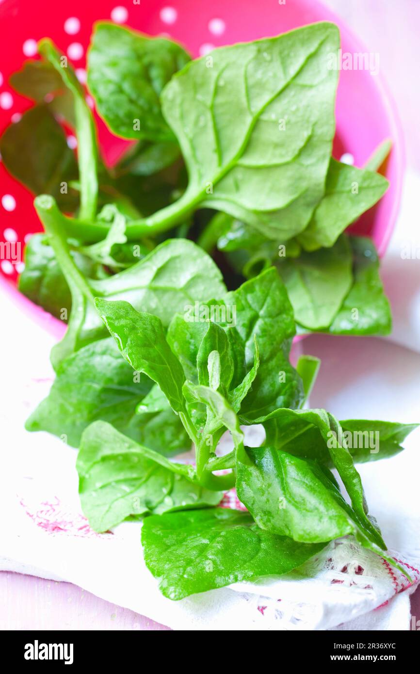 Fresh New Zealand spinach in a dish Stock Photo