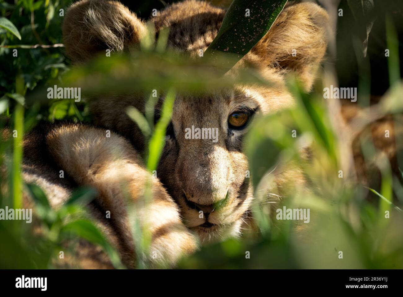 Young lion cub hiding in the brush while mother is out hunting, Ngogongoro Crater, Tanzania East Africa Stock Photo